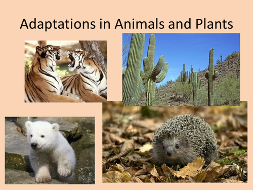 Adaptations in animals and plants