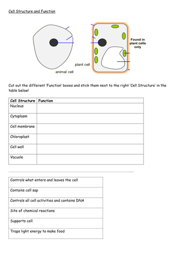 Cell Structure and Function Starter - Year 7
