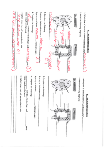 y7 cells summary questions