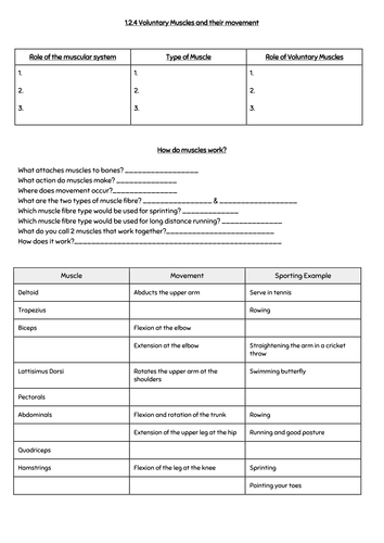 GCSE PE 1.2.4 Muscular System | Teaching Resources