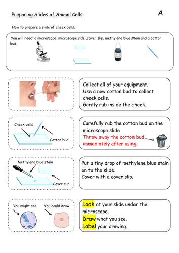 instructions for preparing animal and plant cell slides