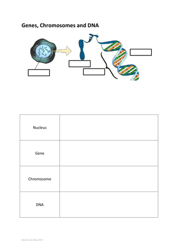 cell, nucleus, gene, dna, chromosomes