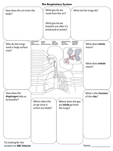 Respiration Research Activity | Teaching Resources