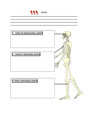 OCR GCSE PE JOINTS (2016) - HAPS WORKBOOK