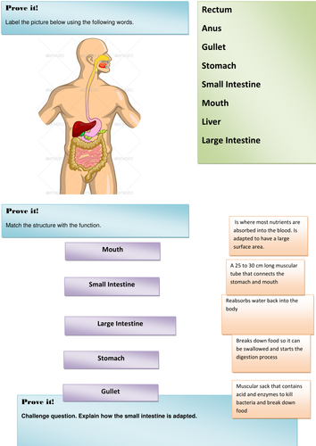 digestion lesson plenary