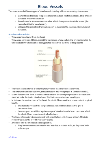 Blood Vessels Notes