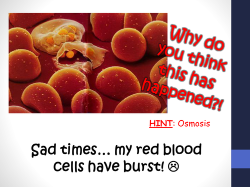 NEW GCSE AQA B1 Cell structure and transport lessons 7-10