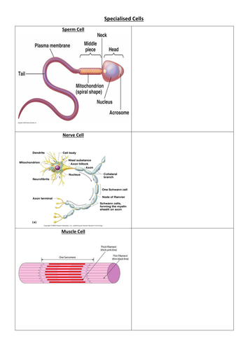 Specilised Cells Activity and Animal and Plant Cell Starter