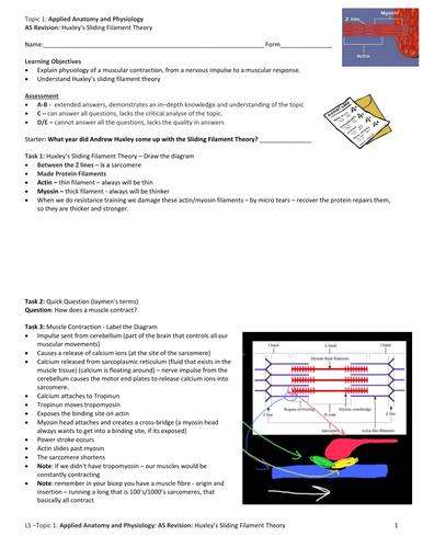 A-level PE: Sliding Filament Theory Revision by simisterlucy | Teaching