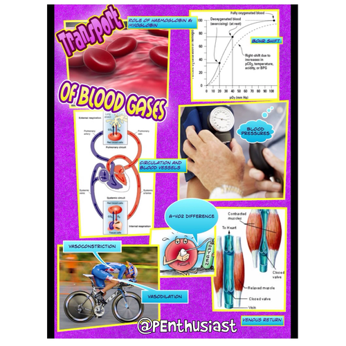 AS PE Revision sheet - Transport of Blood Gases