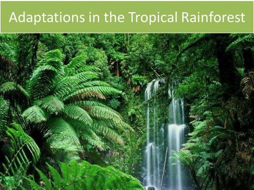 AQA Living World NEW GCSE - Tropical Rainforest Lessons
