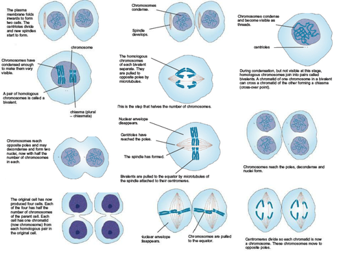 Meiosis cut and stick