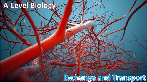 A Level Biology Transport Systems Summary