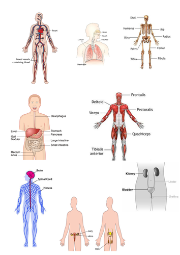 Cut and Match Body systems with function and image