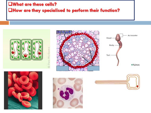 Cell structure and microscopes