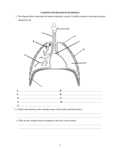 GASEOUS EXCHANGE IN MAMMALS