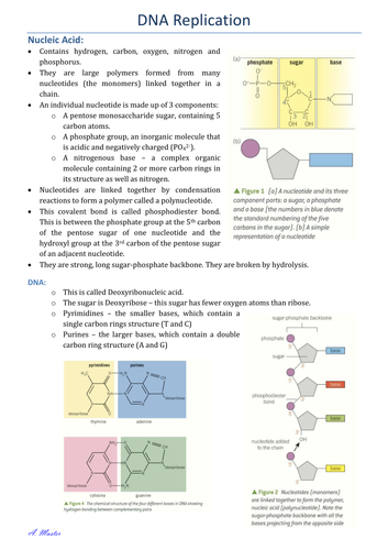 DNA Replication Notes