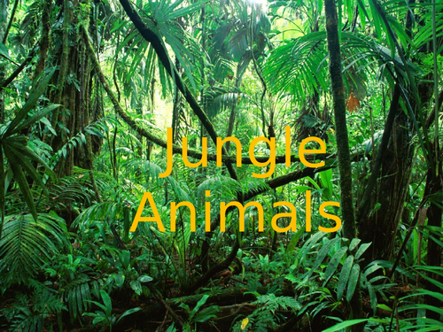 Wild Animal Introduction PPT