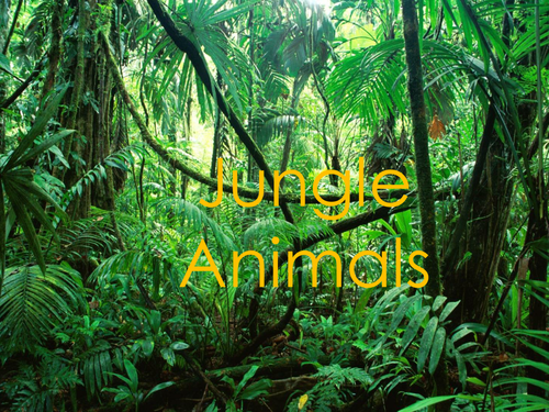 Introducing some jungle animals