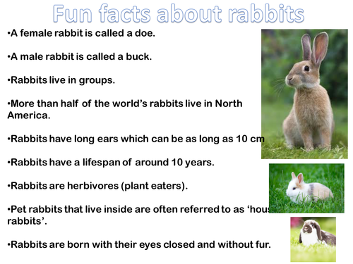 Rabbit Fun facts sheet