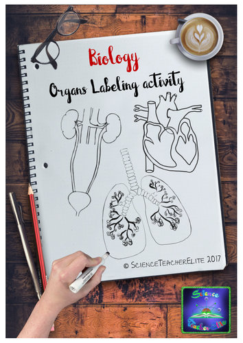 Human Organs-Heart, Kidney & Lungs
