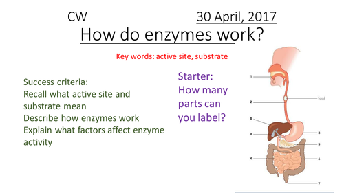 9-1 Enzymes and nutrition