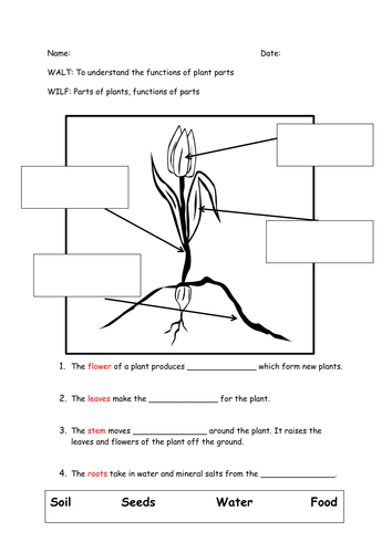 Mini Science test- Parts of a plant