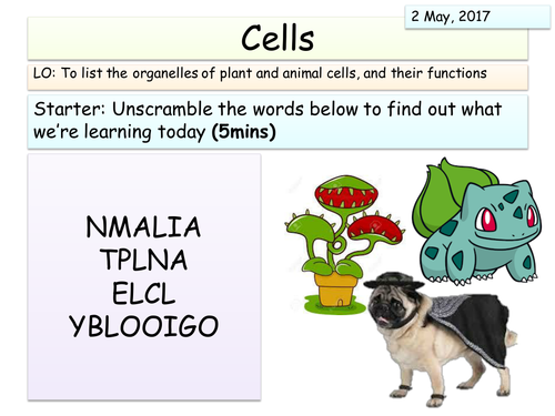 Cell Organelles KS3