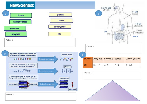 Digestive enzymes and lock and key