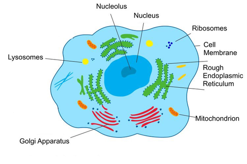 Ib Sehs Topic 3 Diagram Of Mitochondrion And Generalized Animal Cell Sport Science 3 3 1 3 3 2 Teaching Resources