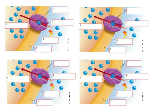 Active Transport Lesson and resources