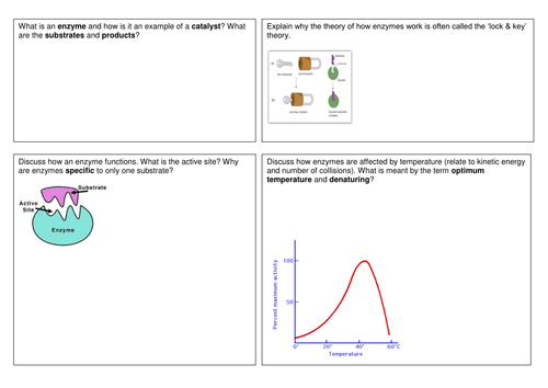 Enzymes: Student research template