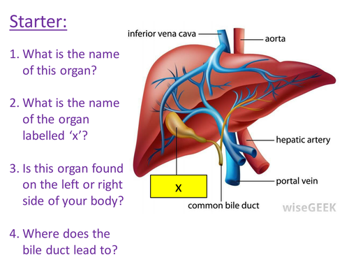 Metabolism and the role of the liver