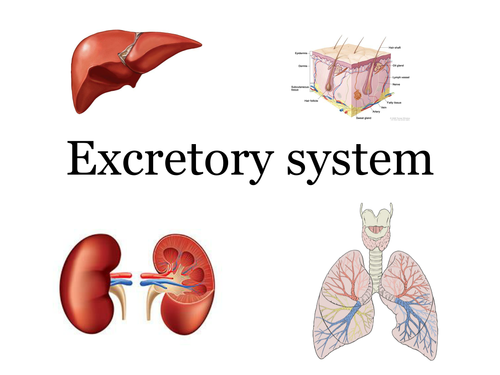 Excretory system - Organs | Teaching Resources
