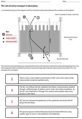 Absorption of Glucose in the Small Intestine