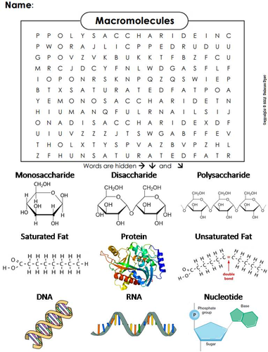 Macromolecules Word Search