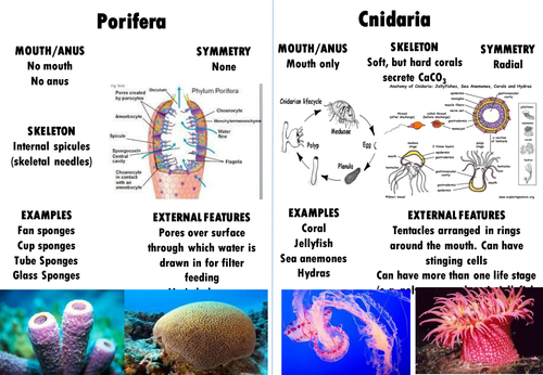 Ib Biology Topic 5 3 Classification Of Biodiversity Teaching