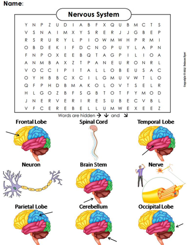 Nervous System Worksheet/ Word Search