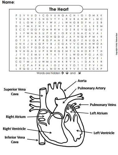 The Heart and Circulatory System Word Search