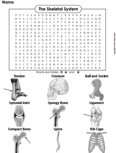 Bones and Skeletal System Worksheet/ Word Search by ...