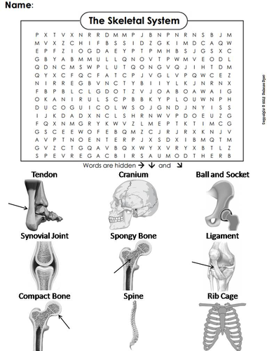 Bones and Skeletal System Worksheet/ Word Search