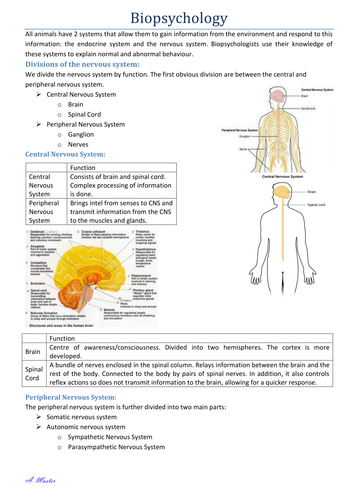 Psychology - Biopsychology and Approaches - Biopsychology Notes