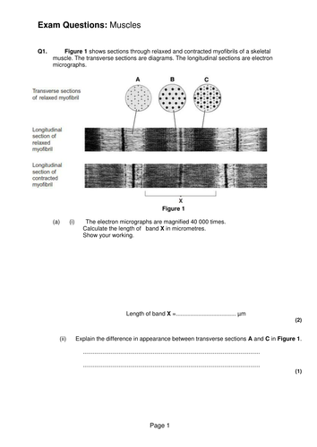 A level Muscle exam questions and mark schemes