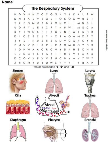 Respiratory System Word Search
