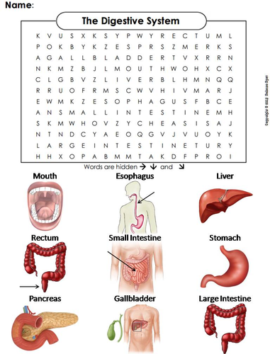 Digestive System Word Search