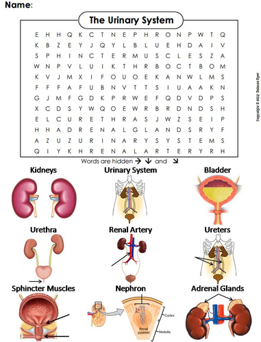 Urinary System Word Search