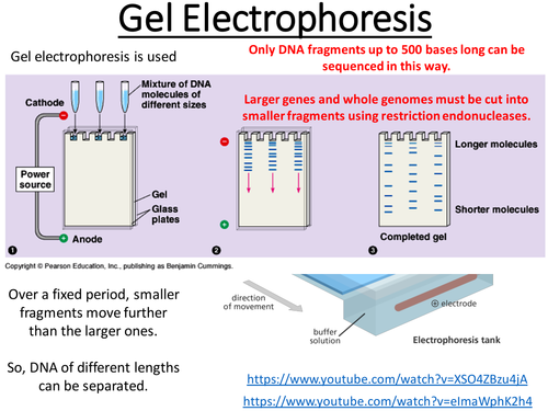 Gel Electrophoresis Revision Alevel Biology Topic 8 Gene Expression By Rebeccamtimms Teaching