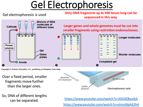 Gel Electrophoresis revision ALevel Biology Topic 8 Gene Expression