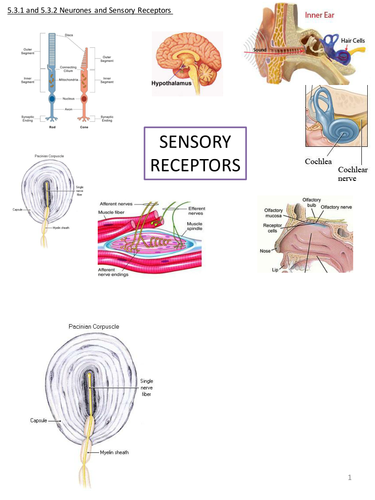 A2 OCR Biology 5.3 Neuronal Communication / Neurones / Action Potentials / Synapses / Summation