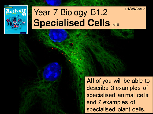 A multimedia version of B1 1.3 'Specialised Cells' lesson from the Year 7 Science Activate book 1.